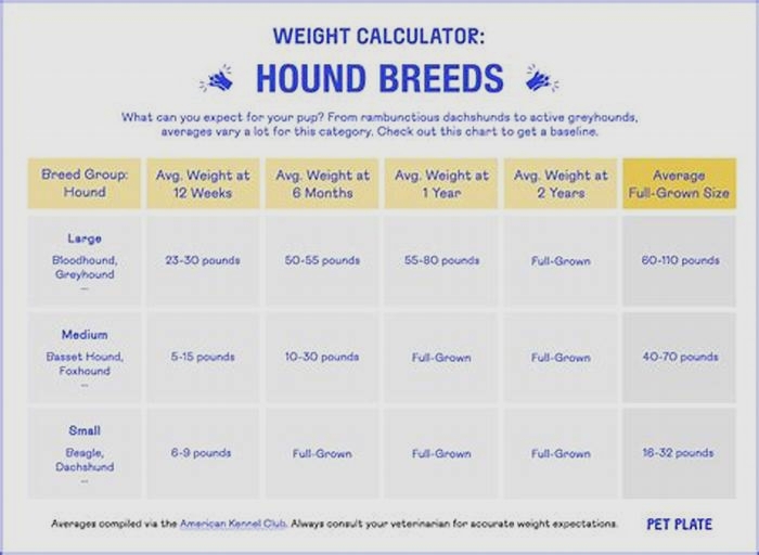 Weight Management for Dogs Crafting the Perfect Meal Plan