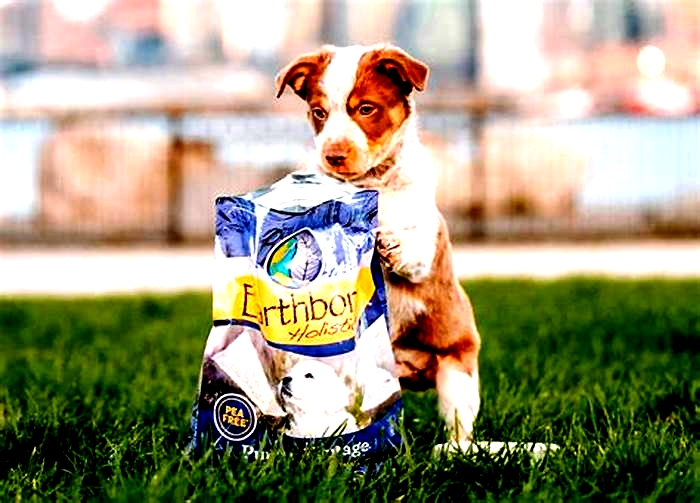 Why Holistic Puppy Food Is a Staple in Canine Health and Wellness